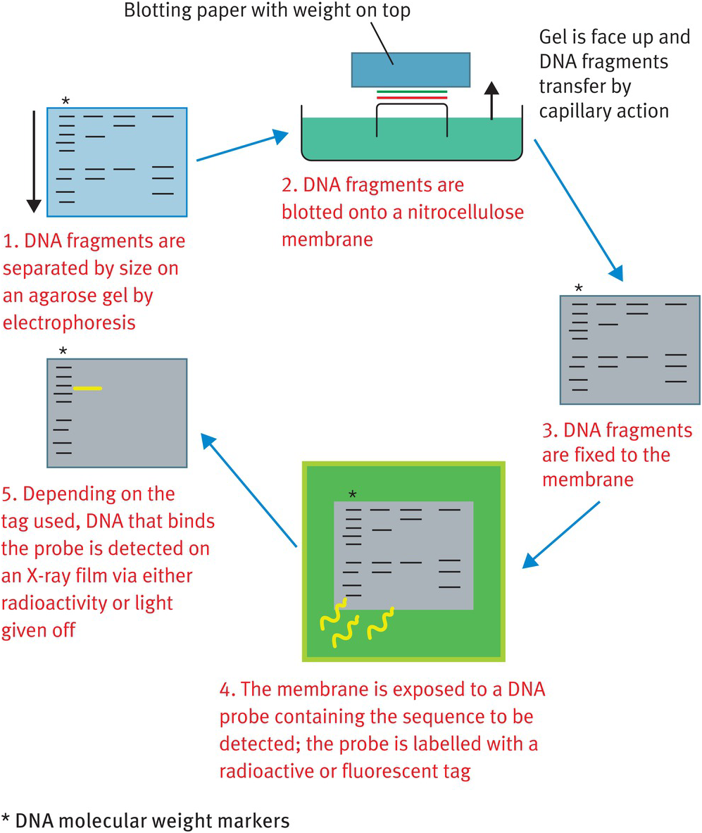 biochemistry chapter 3 mrcog part one