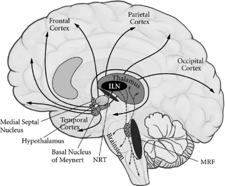 The neurobiology of consciousness (Chapter 2) - Consciousness, Awareness, and Anesthesia