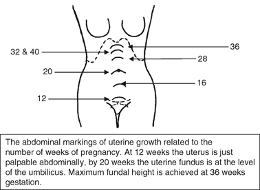 Pelvic And Fetal Cranial Anatomy And Mechanism Of Labour Chapter 1 Best Practice In Labour And Delivery