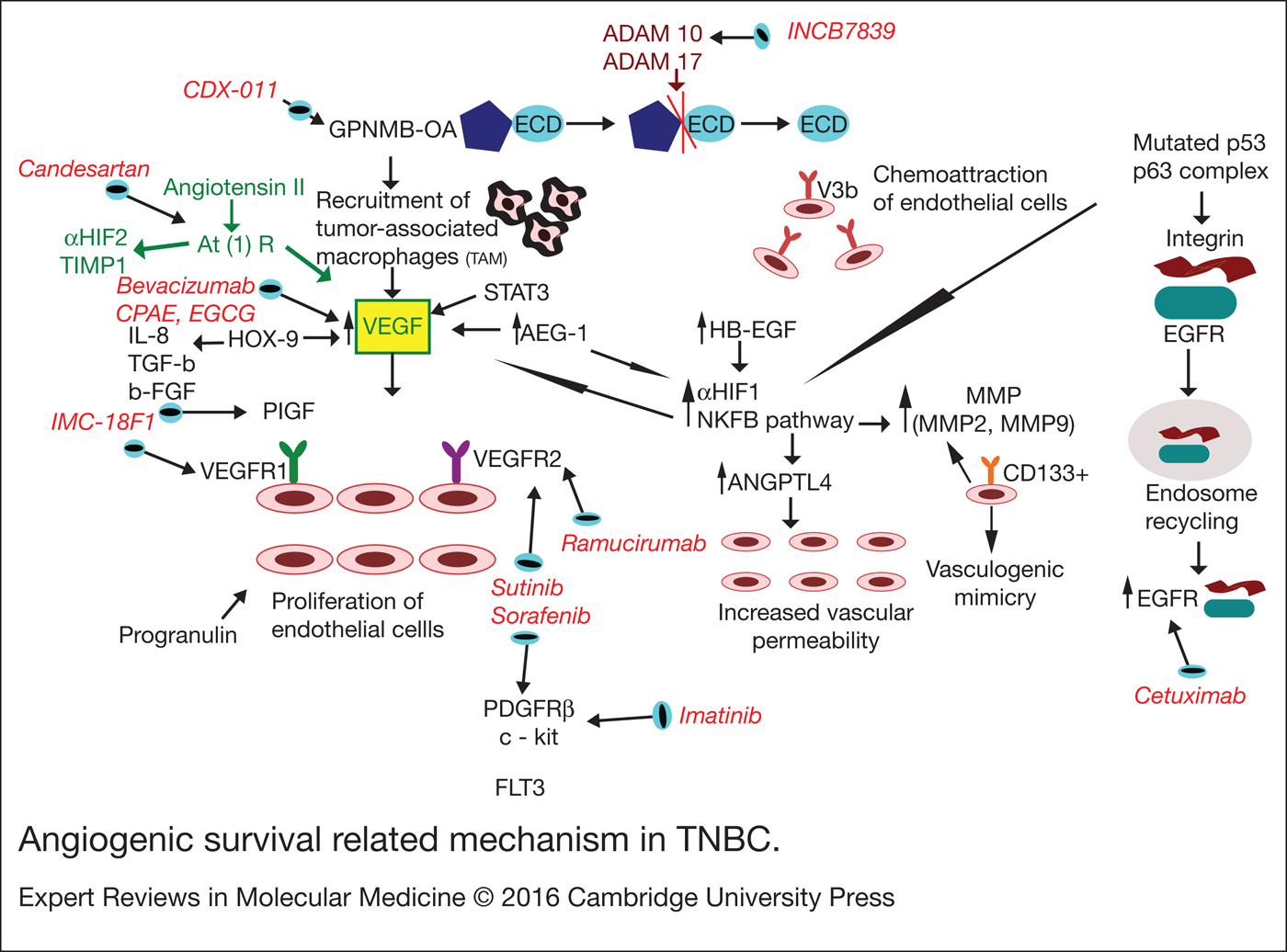 Novel insight into triple-negative breast cancers, the emerging role of ...