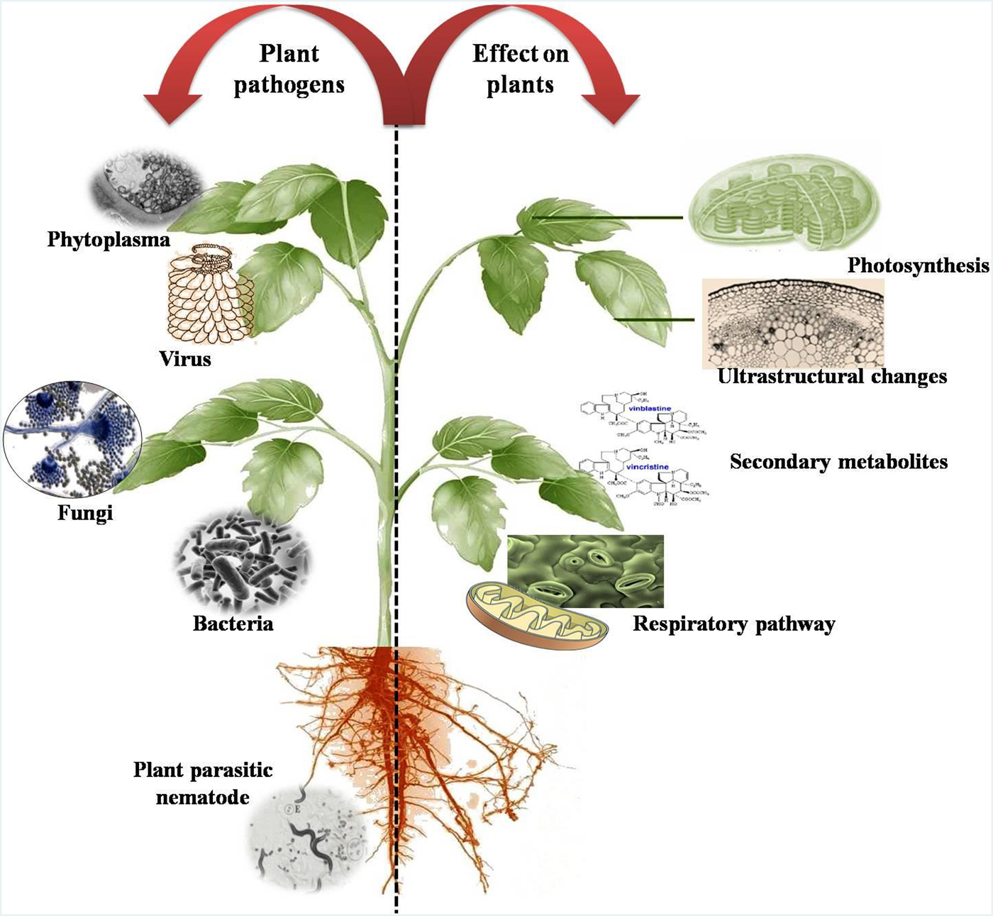 Diseases Of Medicinal And Aromatic Plants Their Biological Impact And