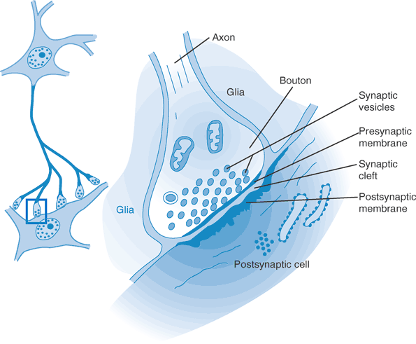 Gamma aminobutyric acid appears to decrease synaptic transmission