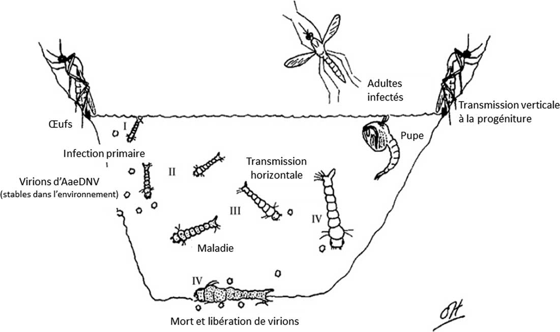 La lutte contre les moustiques (Diptera: Culicidae): diversité des approches et application du contrôle biologique | The Canadian Entomologist | Cambridge Core