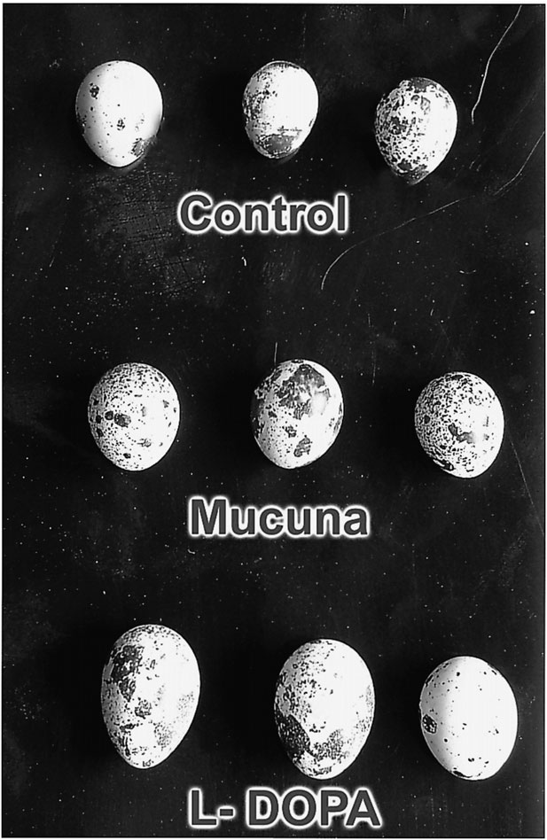 Mucuna pruriens seed powder feeding influences reproductive