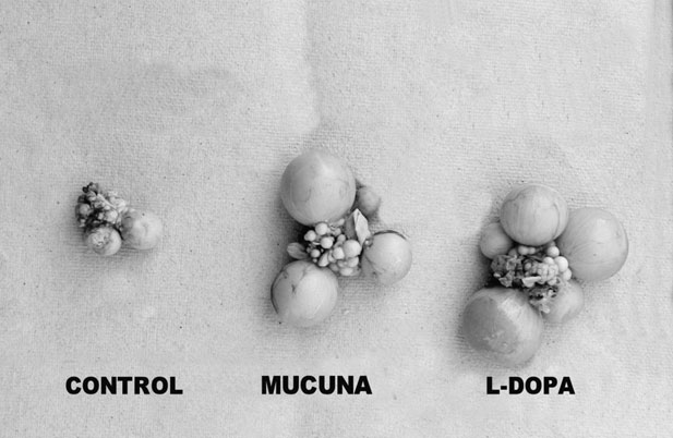 Mucuna pruriens seed powder feeding influences reproductive