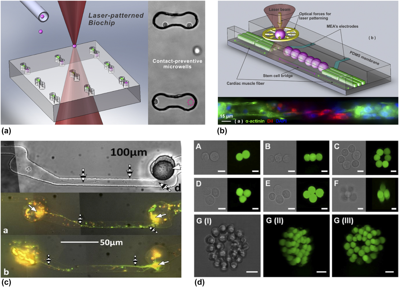 Laser-assisted biofabrication in tissue engineering and