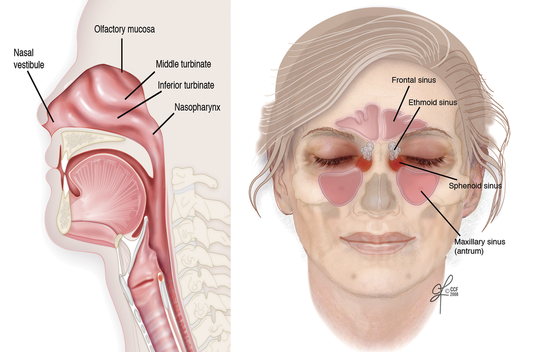 Hpv and nasal cancer