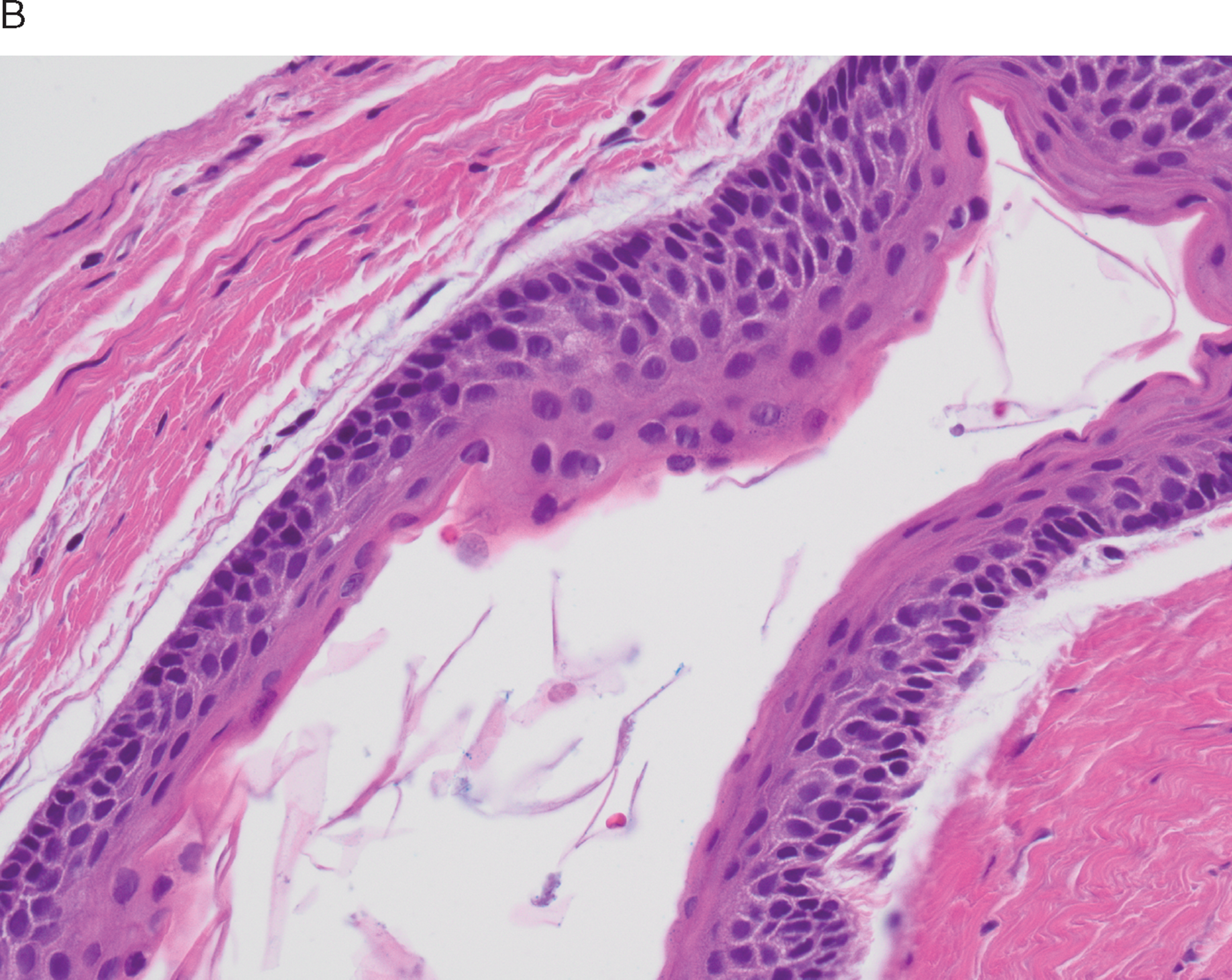 The oral cavity Chapter 22 Silverberg s Principles and