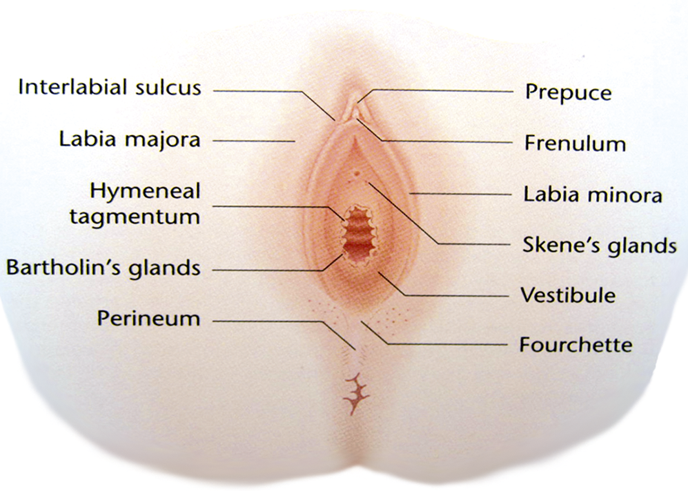 Edema of the vulva and mons pubis, followed by ill-defined erythema and
