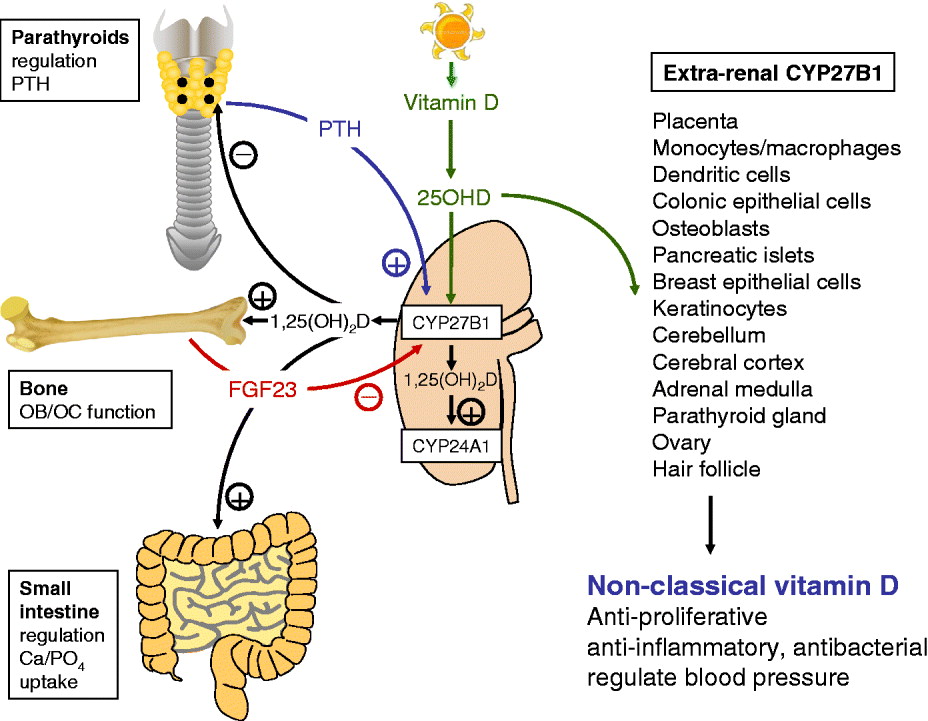 Vitamin D and immune function an overview Proceedings of the