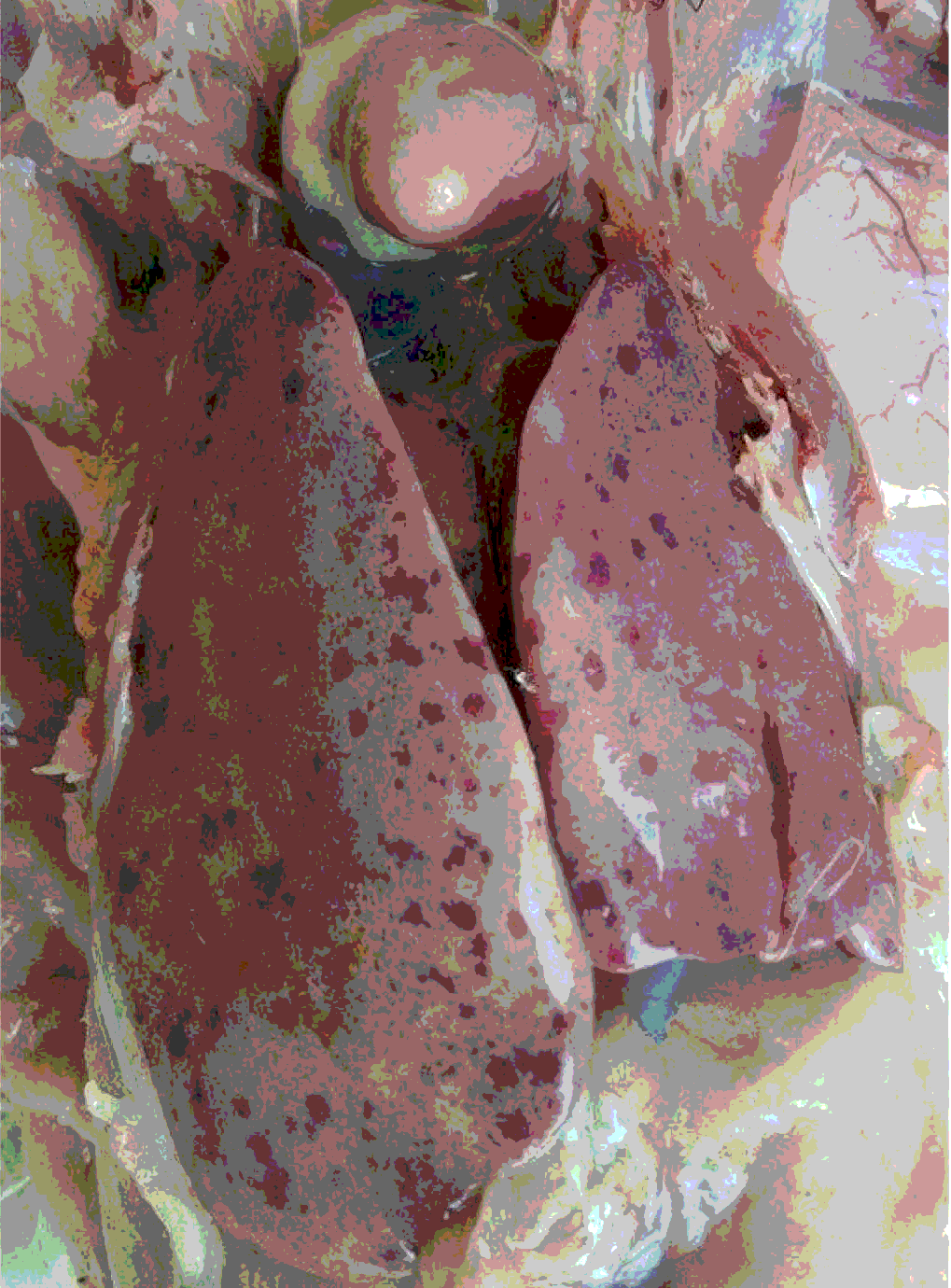 Viral hepatitis in chicken and turkeys World's Poultry Science