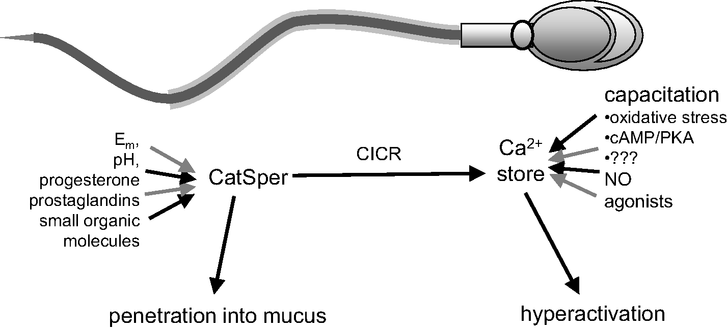 SPANX-A/D protein subfamily plays a key role in nuclear organisation,  metabolism and flagellar motility of human spermatozoa