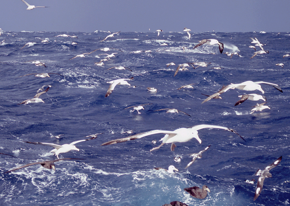Seabirds (Chapter 8) - Marine Conservation