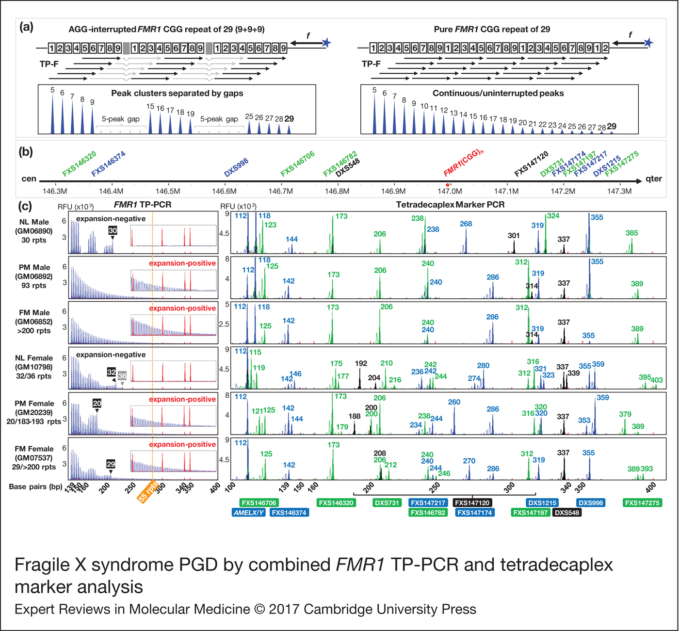 FMR1 CGG repeat expansion mutation detection and linked haplotype ...