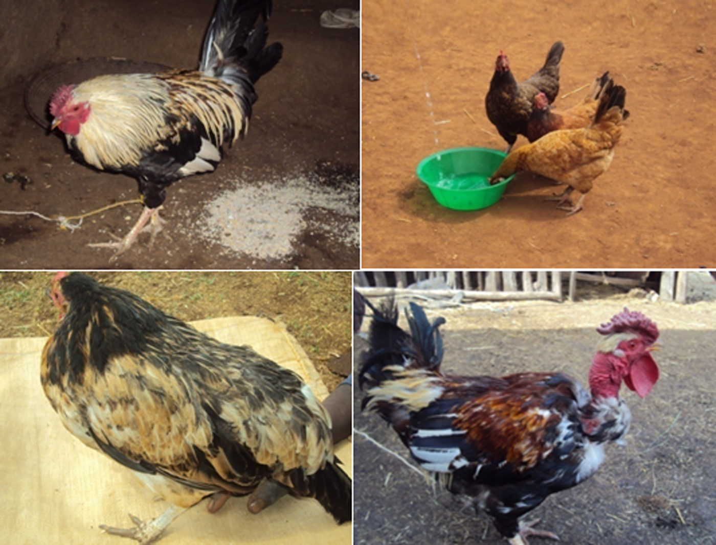 Phenotypic characterization of indigenous chicken populations in ...