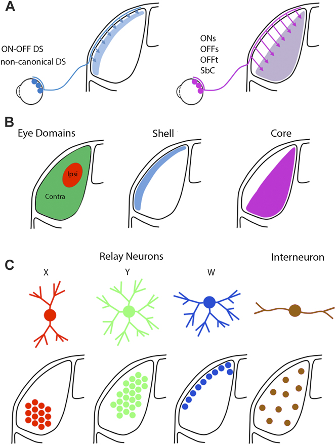 Organization of the dorsal lateral geniculate nucleus in the mouse