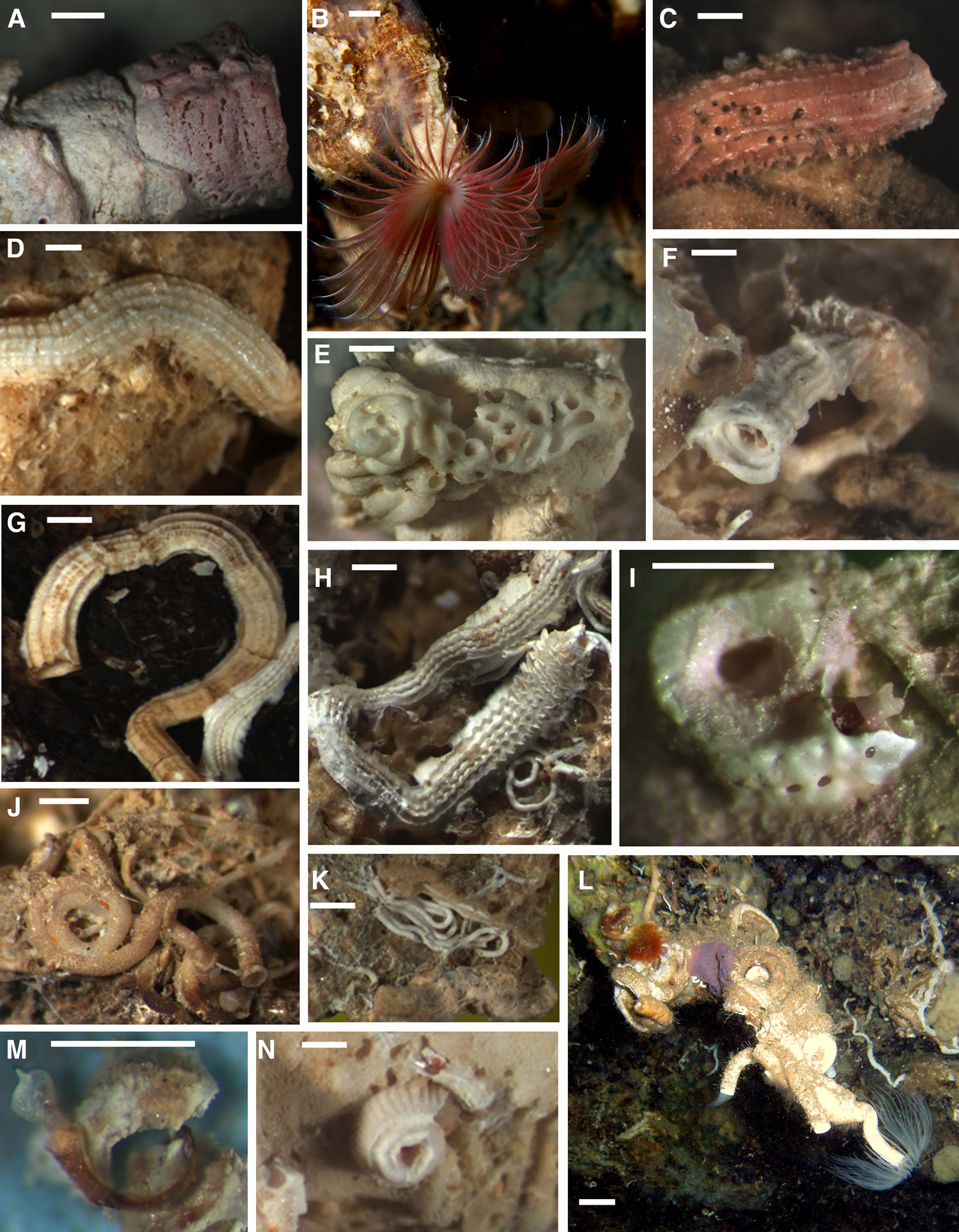 Sponge Grotto  Marine Biology