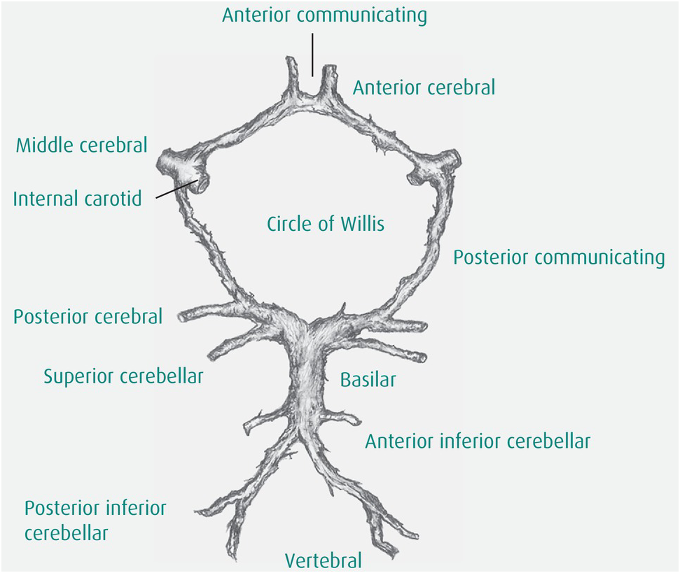 Anatomy and Its Applications Chapter 2 The Anaesthesia Science