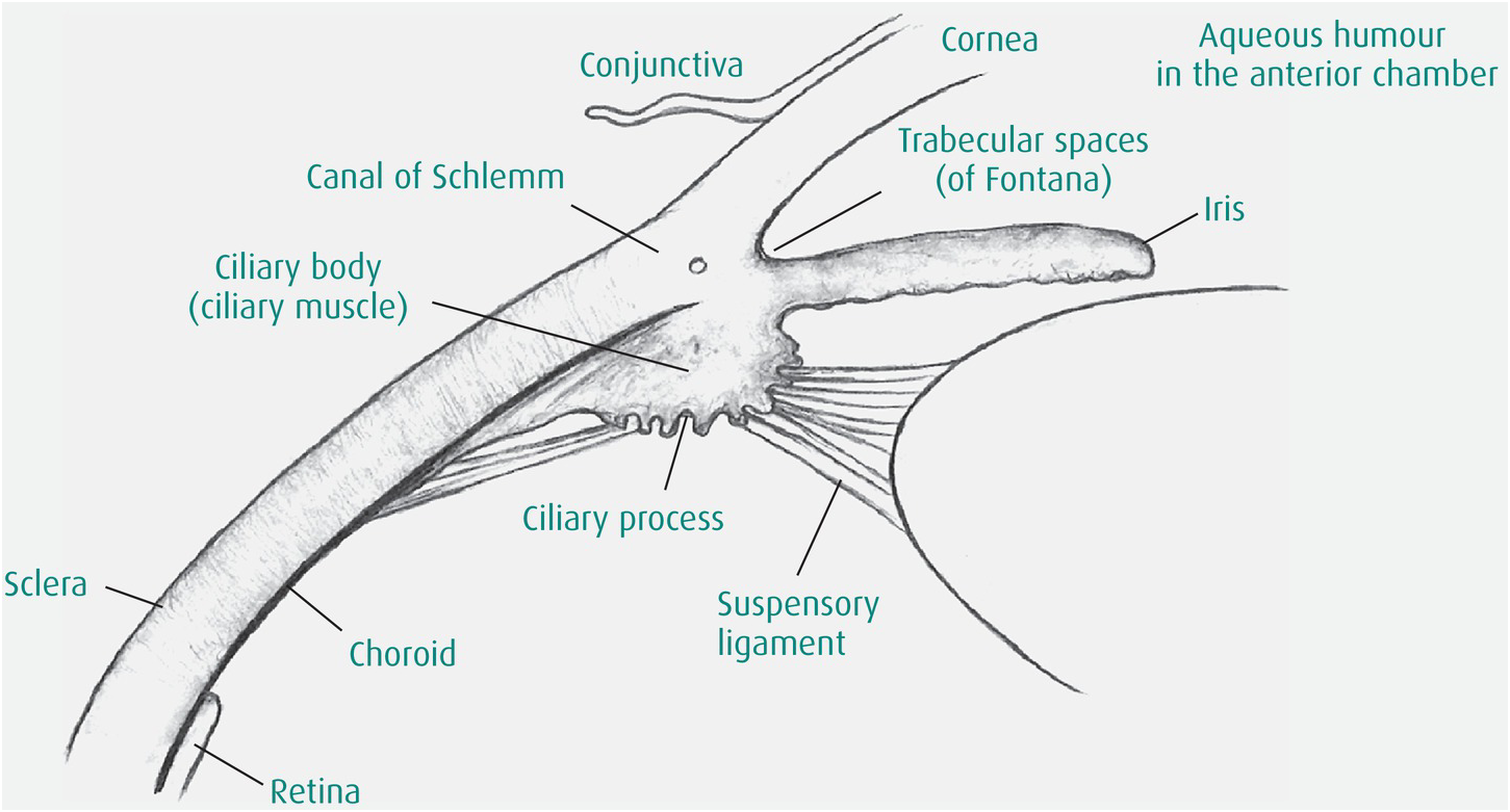 Anatomy and Its Applications Chapter 2 The Anaesthesia Science