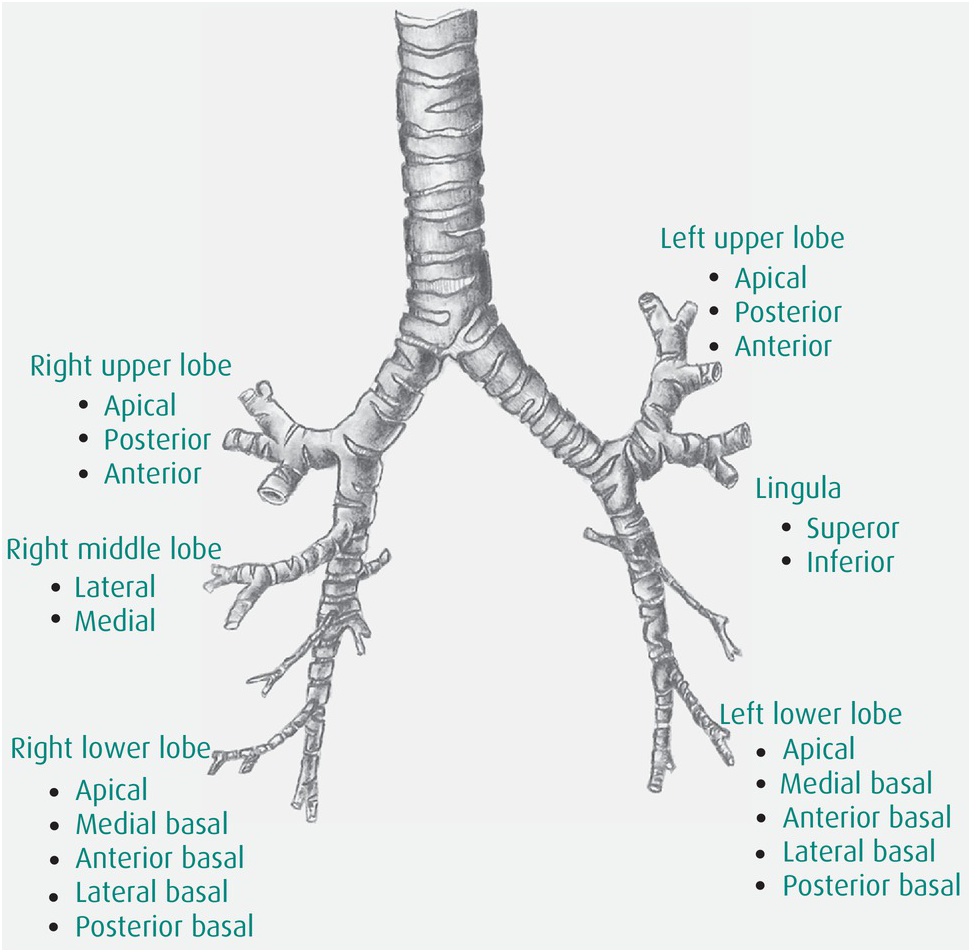 Anatomy and Its Applications Chapter 2 The Anaesthesia Science