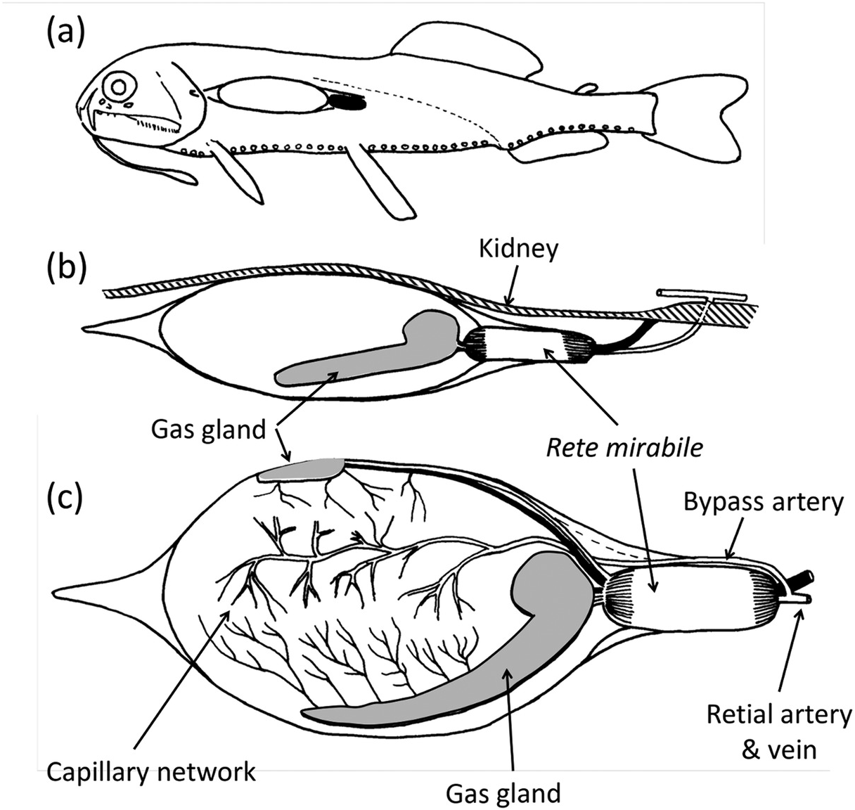 Adaptations to the Deep Sea (Chapter 3) - Deep-Sea Fishes