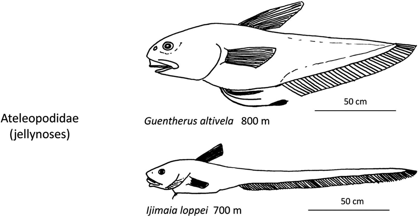 Systematic Description Of Deep Sea Fishes Chapter 4 Deep Sea Fishes