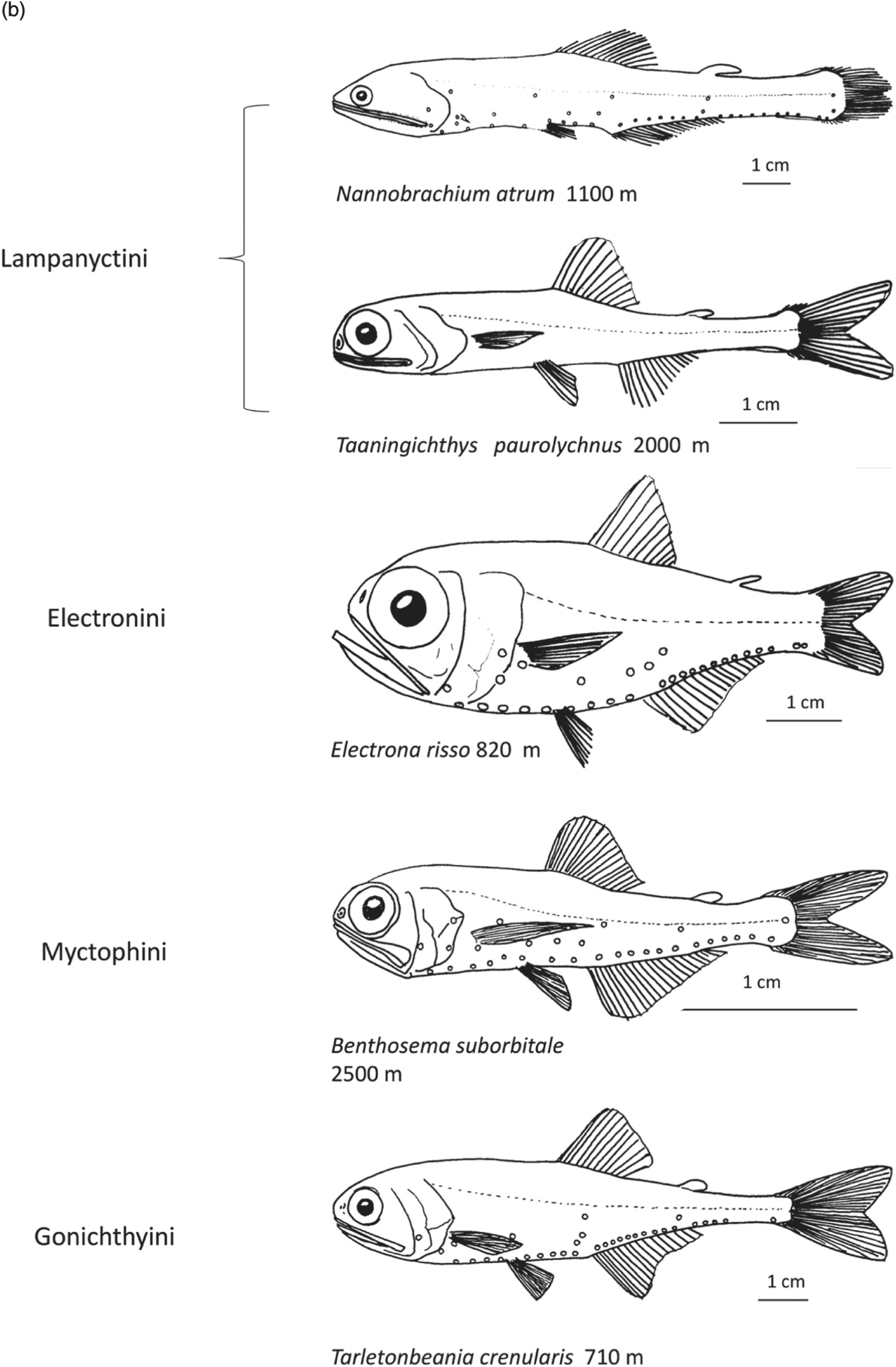 Systematic Description Of Deep Sea Fishes Chapter 4 Deep Sea Fishes