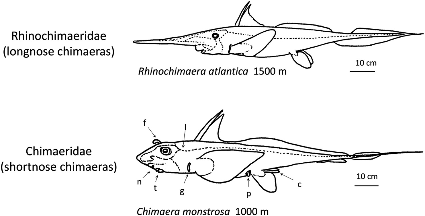 Systematic Description Of Deep Sea Fishes Chapter 4 Deep Sea Fishes Systematic Description Of Deep Sea Fishes Chapter 4 Deep Sea Fishes