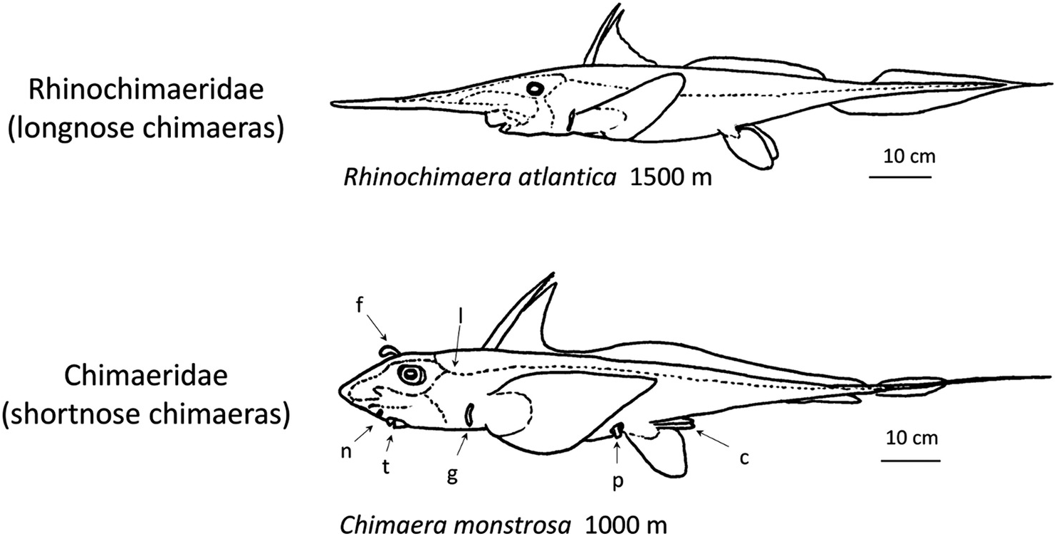 Systematic Description Of Deep Sea Fishes Chapter 4 Deep Sea Fishes