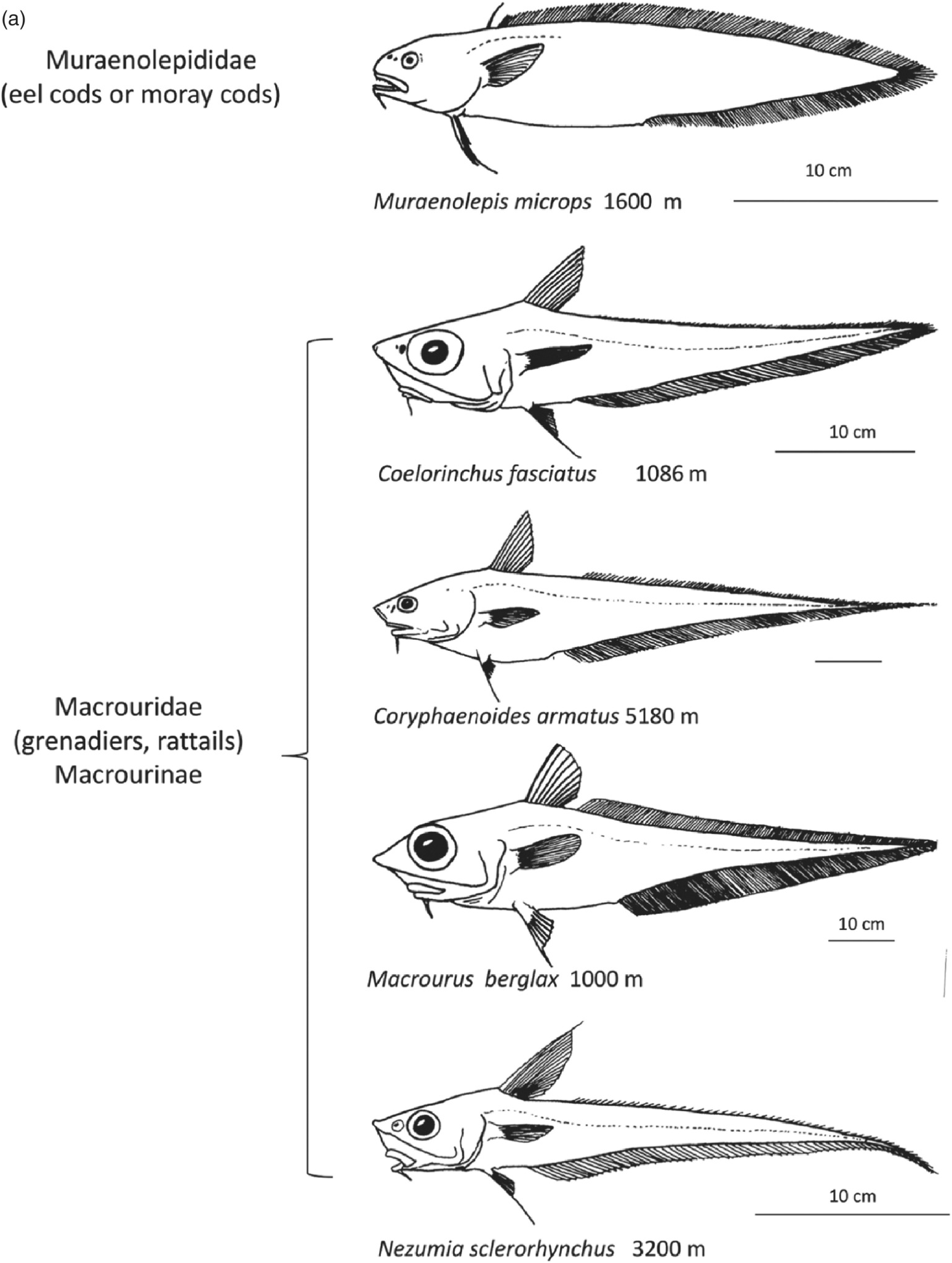 Systematic Description of Deep-Sea Fishes (Chapter 4) - Deep-Sea Fishes