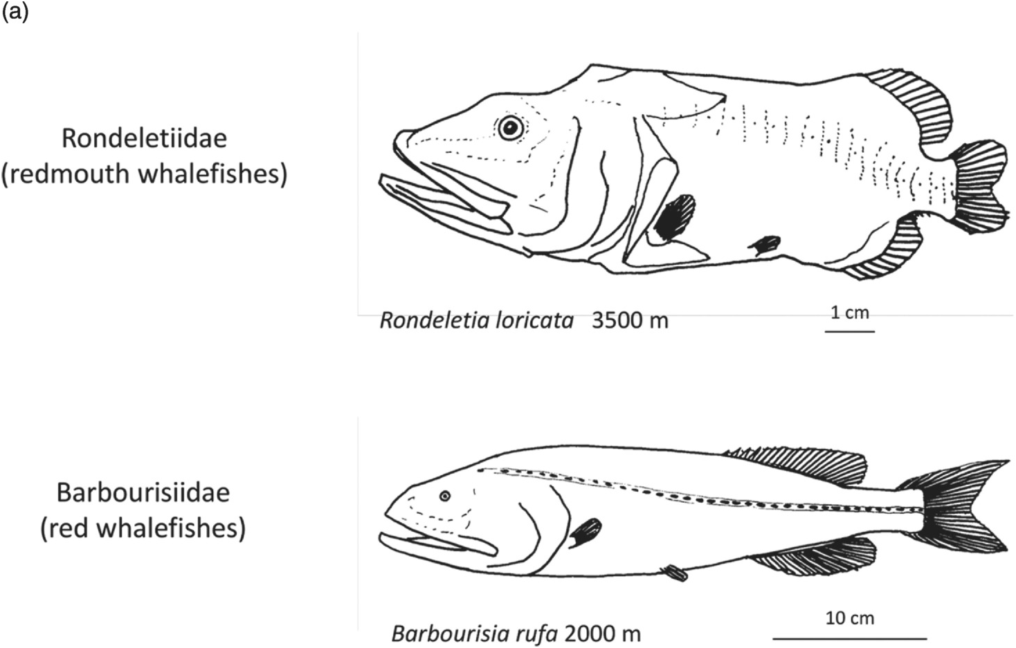 Systematic Description Of Deep Sea Fishes Chapter 4 Deep Sea Fishes