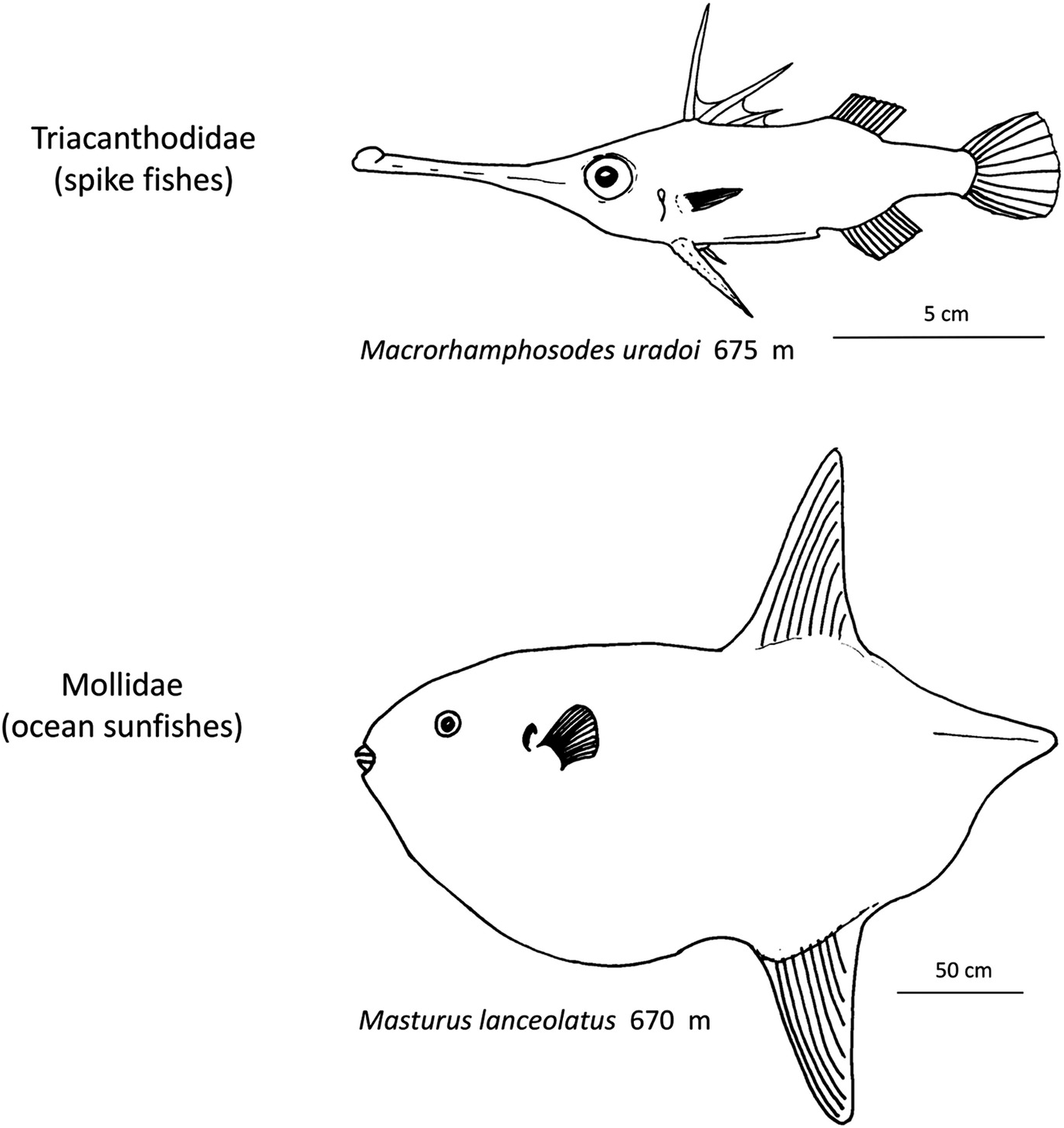 Systematic Description Of Deep Sea Fishes Chapter 4 Deep Sea Fishes Systematic Description Of Deep Sea Fishes Chapter 4 Deep Sea Fishes