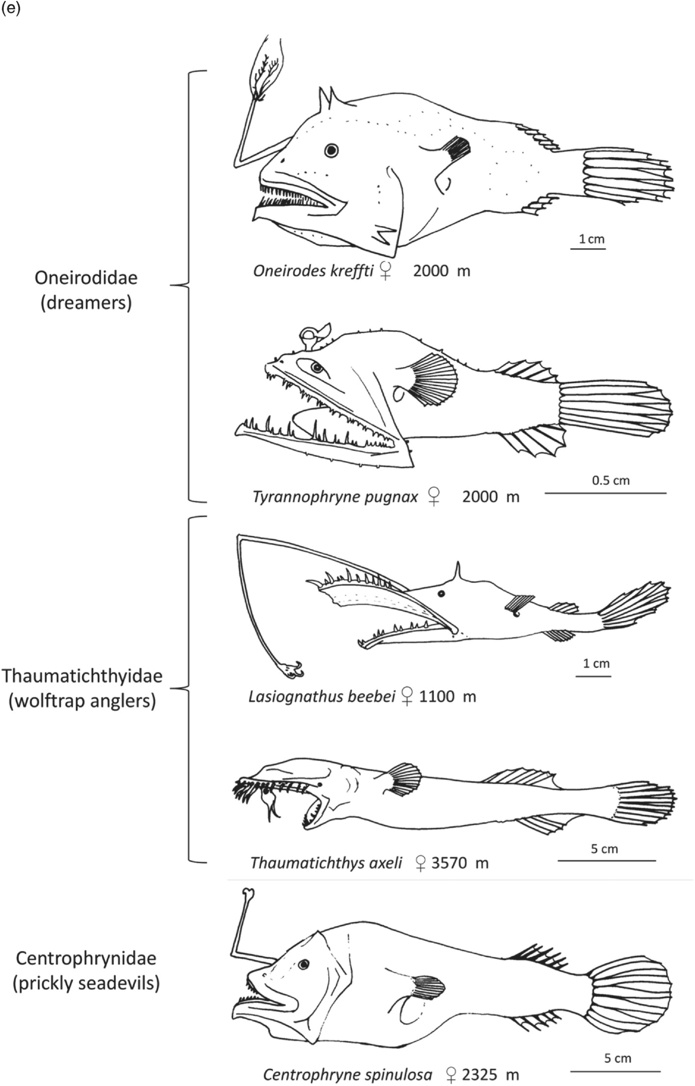 Systematic Description Of Deep Sea Fishes Chapter 4 Deep Sea Fishes