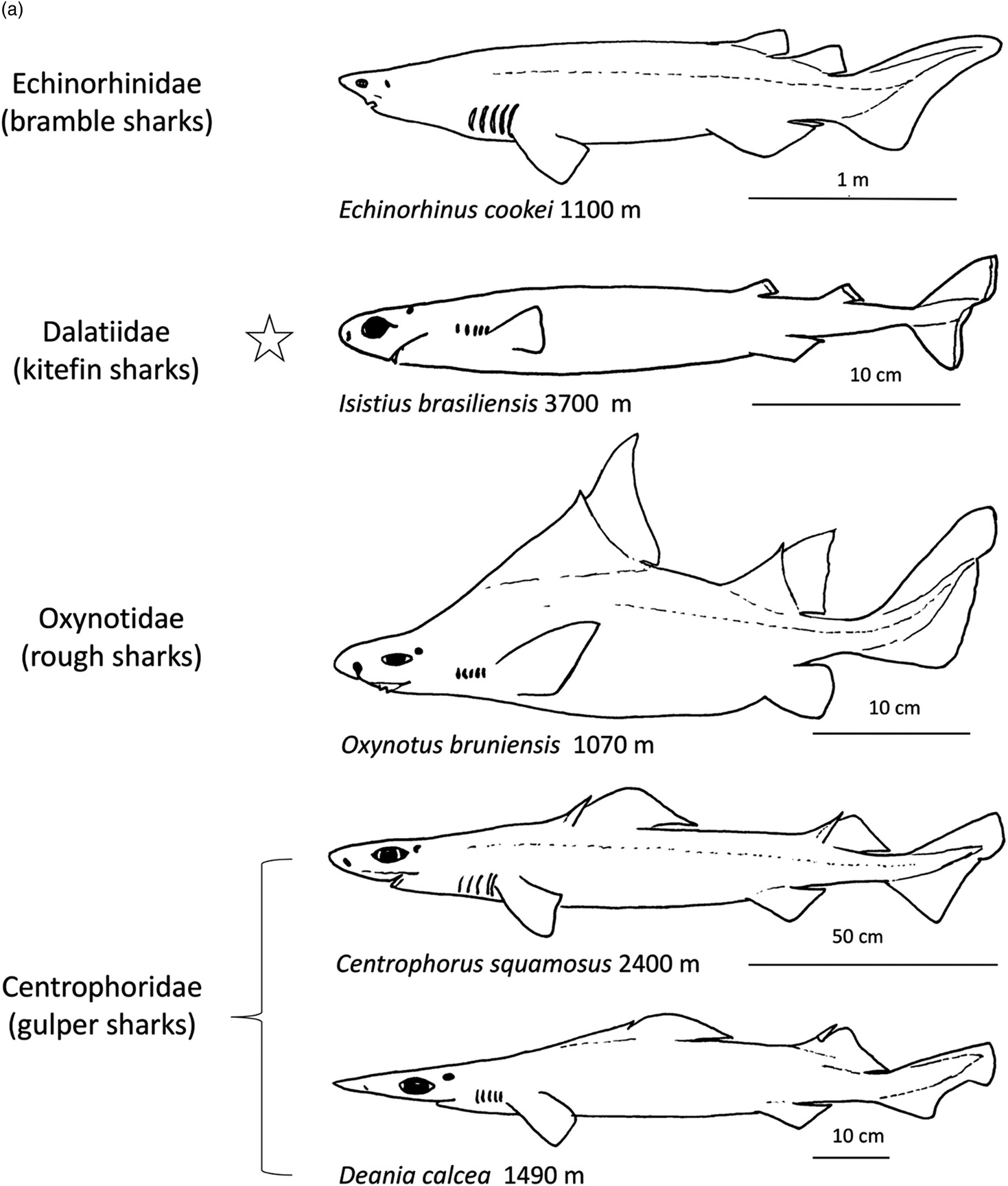 Systematic Description Of Deep Sea Fishes Chapter 4 Deep Sea Fishes