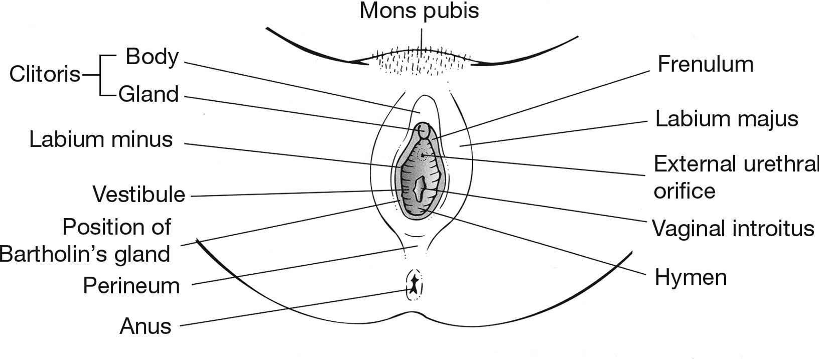 Gynaecological procedures, hysteroscopy and laparoscopy (Module 3) - Basic  Practical Skills in Obstetrics and Gynaecology