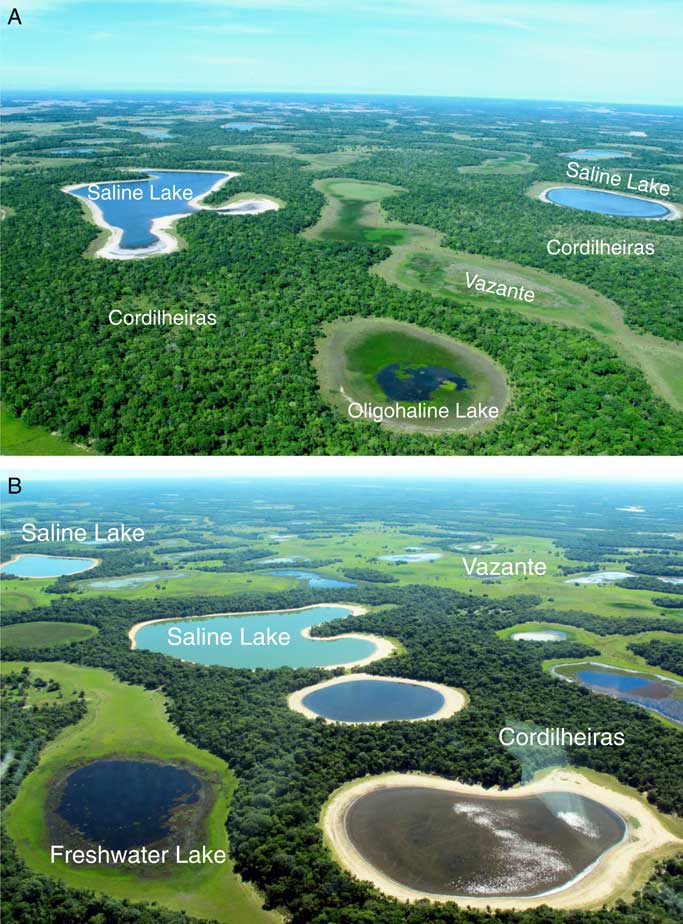 Holocene stratigraphic evolution of saline lakes in Nhecolândia