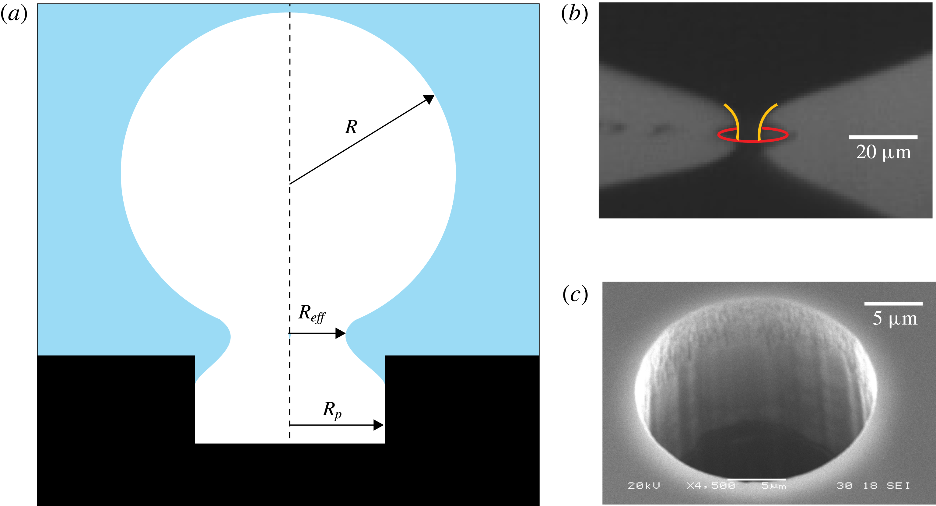 Gas depletion through single gas bubble diffusive growth and its effect