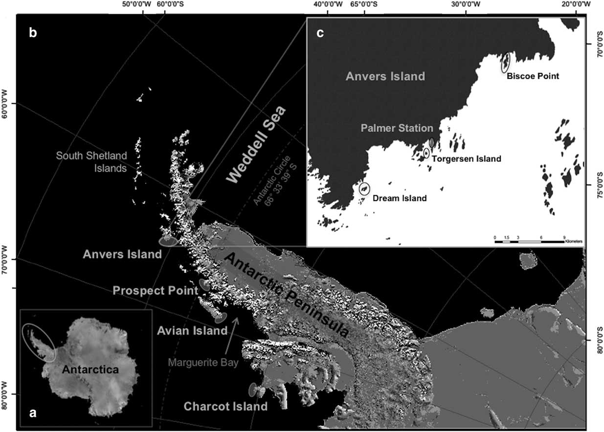 Population genetic structure and gene flow of Adélie penguins ...