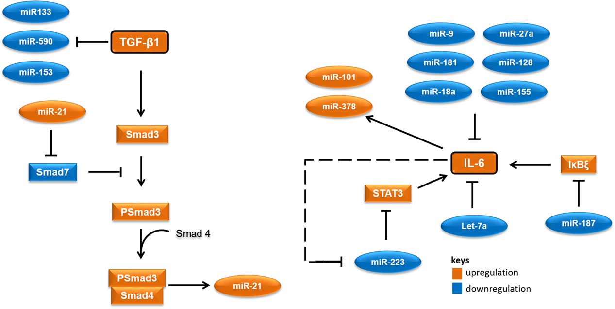 Circulating MicroRNAs: Are They Indicators For The Prediction Of ...