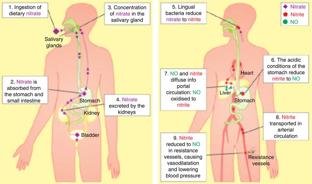 Circulation of nitrate in the body. The recycling of dietary nitrate is