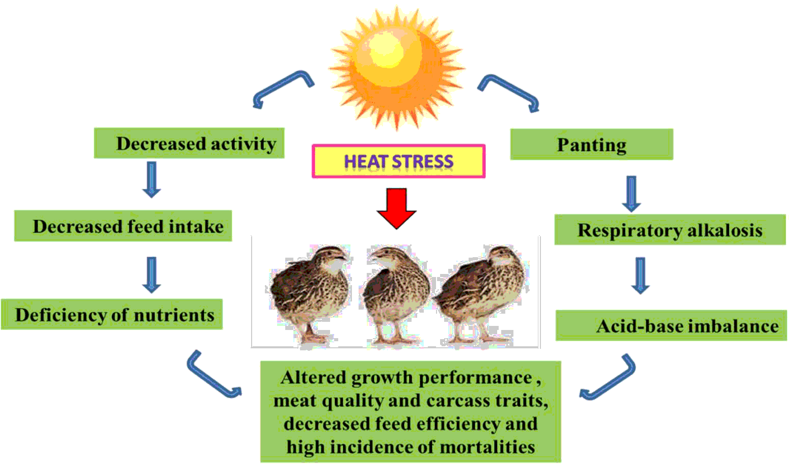 Heat stress effects on productive and reproductive performance of