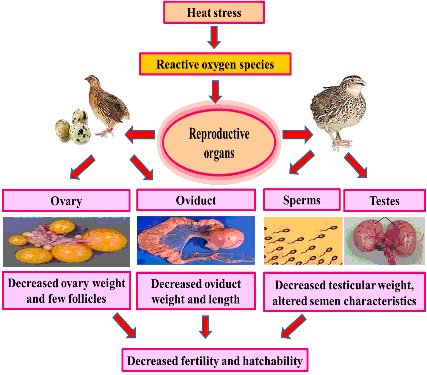 Heat stress effects on productive and reproductive performance of