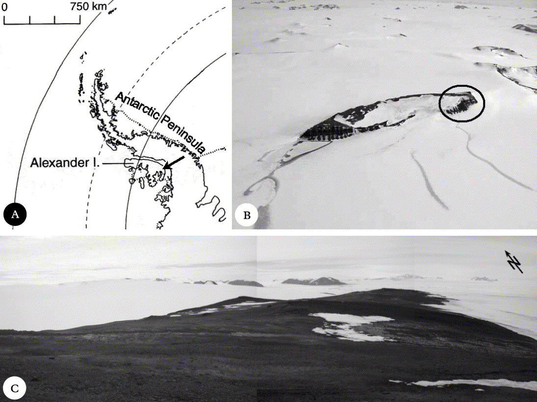 Life history strategy of Lepraria borealis at an Antarctic inland site