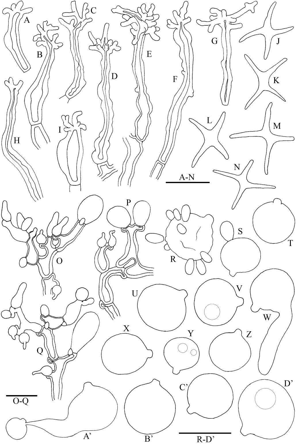 Tremella macrobasidiata (Basidiomycota, Tremellales), a new ...