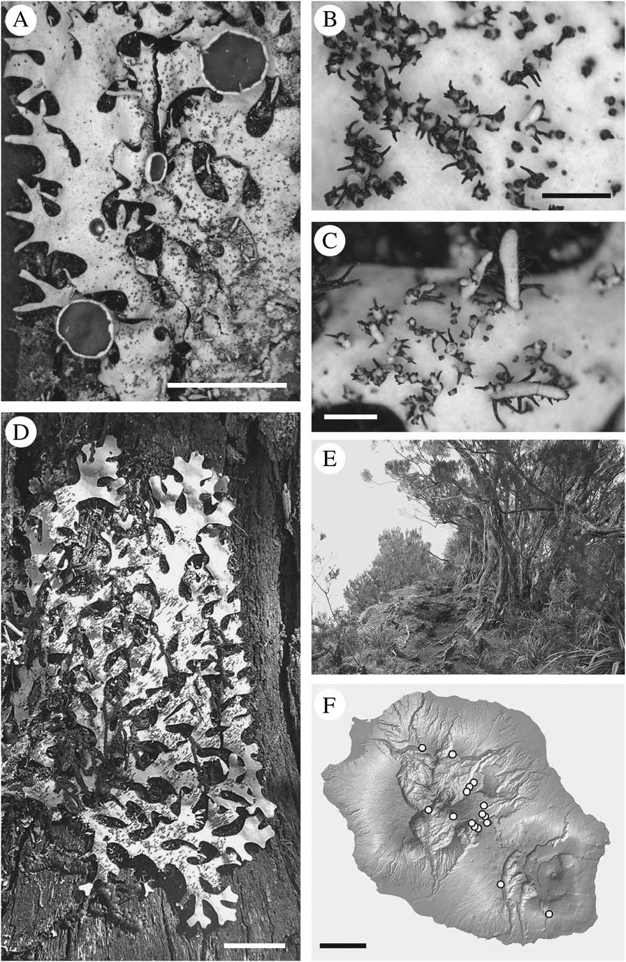 The Description Of A New Species Reveals Underestimated Diversity In ...