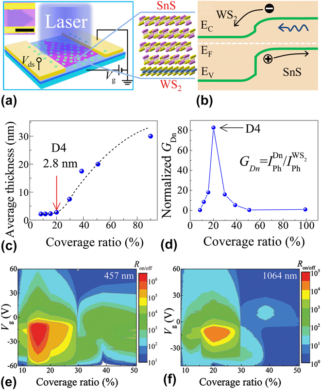 Photodetectors based on sensitized two-dimensional transition metal ...