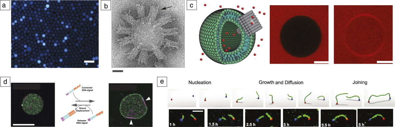 self organizing materials built with dna mrs bulletin cambridge core
