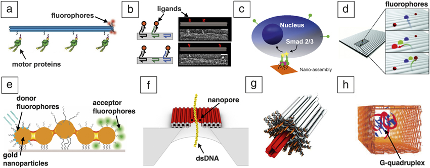 DNA Origami Devices For Molecular-scale Precision Measurements | MRS ...