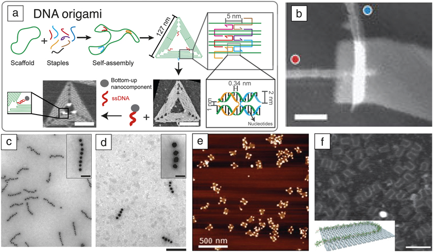 dna origami the bridge from bottom to