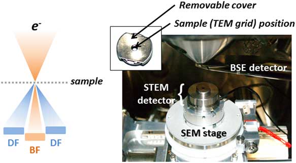 Cryo-Scanning Electron Microscopy (SEM) And Scanning Transmission ...